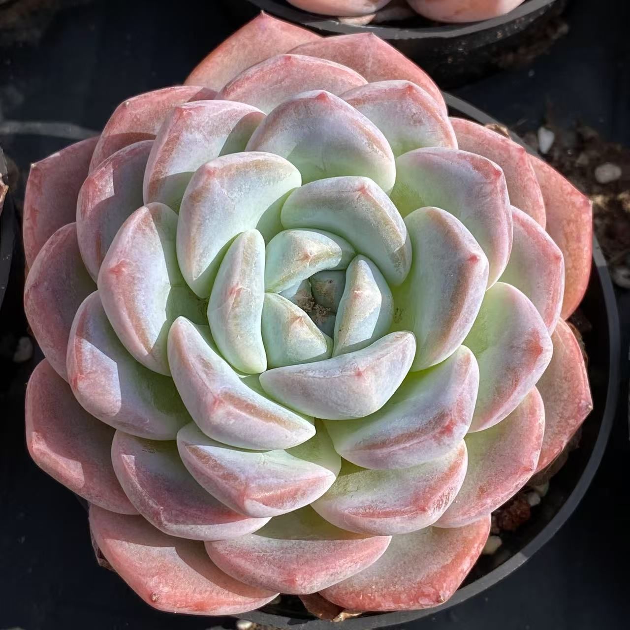 【40株抜き苗セット】オレンジシュガー 多肉植物 佐川急便発送 エケベリア 韓国苗 RC2013