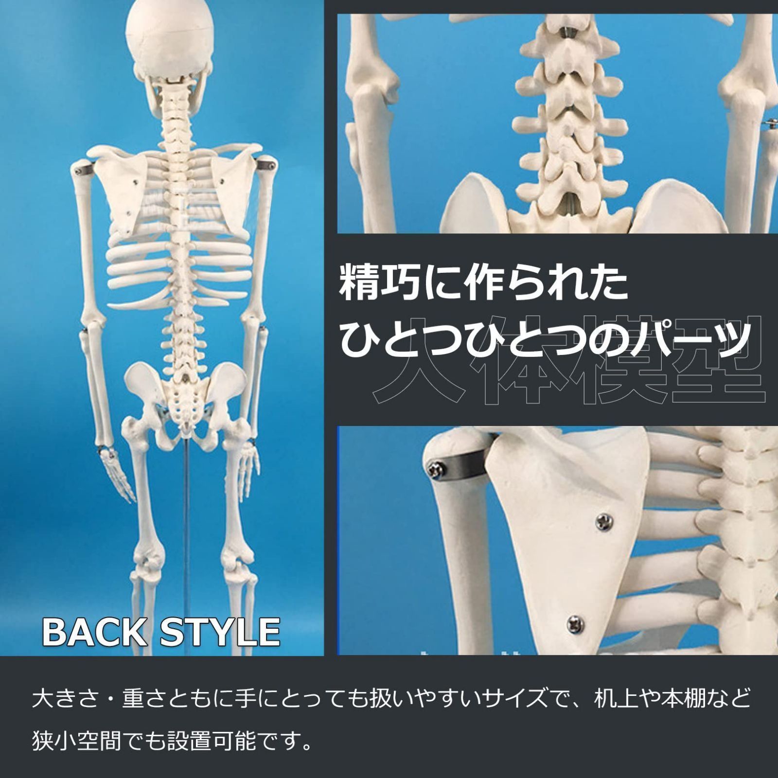 大特価新品】人体模型 骨格標本 全身 直立型 関節可動 骸骨 教材 人体