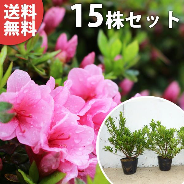 繊細な樹形と優しい枝葉 山採り ヤブツバキ 708 樹高1.7m位 薮椿 藪椿