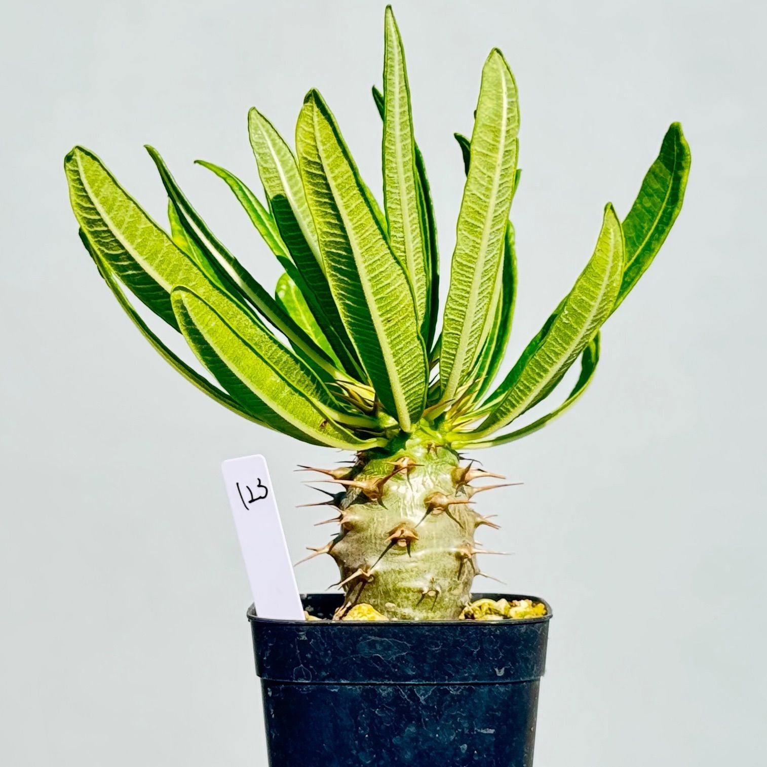 160cm 山野草 山採り 苗木 苗 クロモジ 薬効 ハーブ 癒やしの