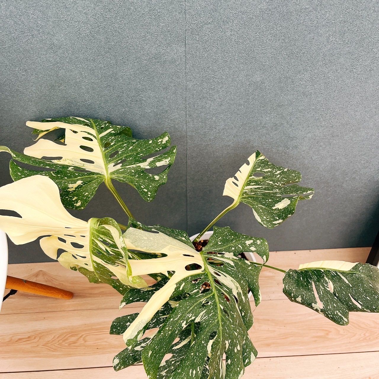 現品］【希少】83番 モンステラ デリシオーサ 斑入り レア 注文 観葉