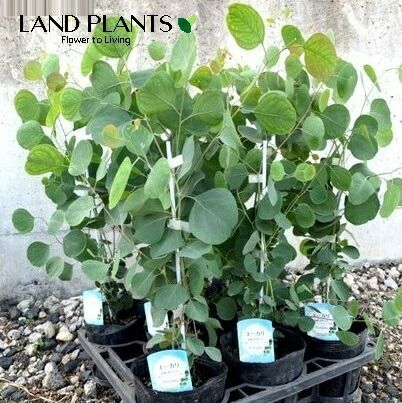 ユーカリ ポポラス ユーカリ（ポポラス）1鉢 4.5号 ポット苗 Eucalyptus - メルカリ