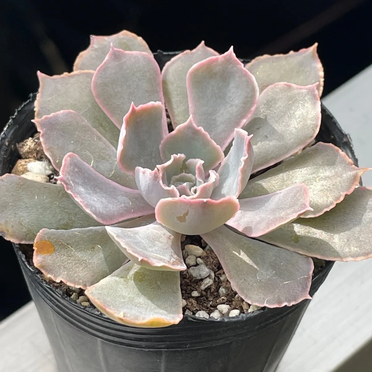 メルカリ便　シャビアナピンクフリル錦　　韓国苗 2025年最新】シャビアナピンクフリルの人気アイテム - メルカリ