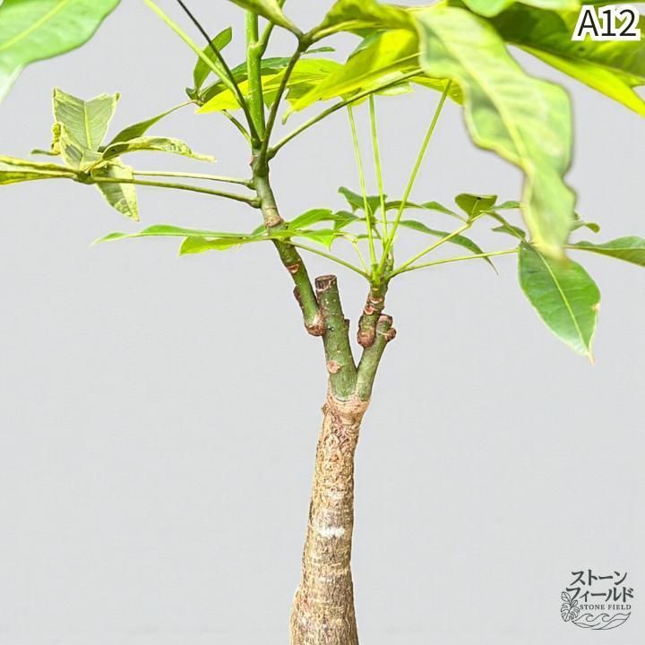 パキラムーンライトA12・複数接ぎ木・枝分岐パラソル仕立て