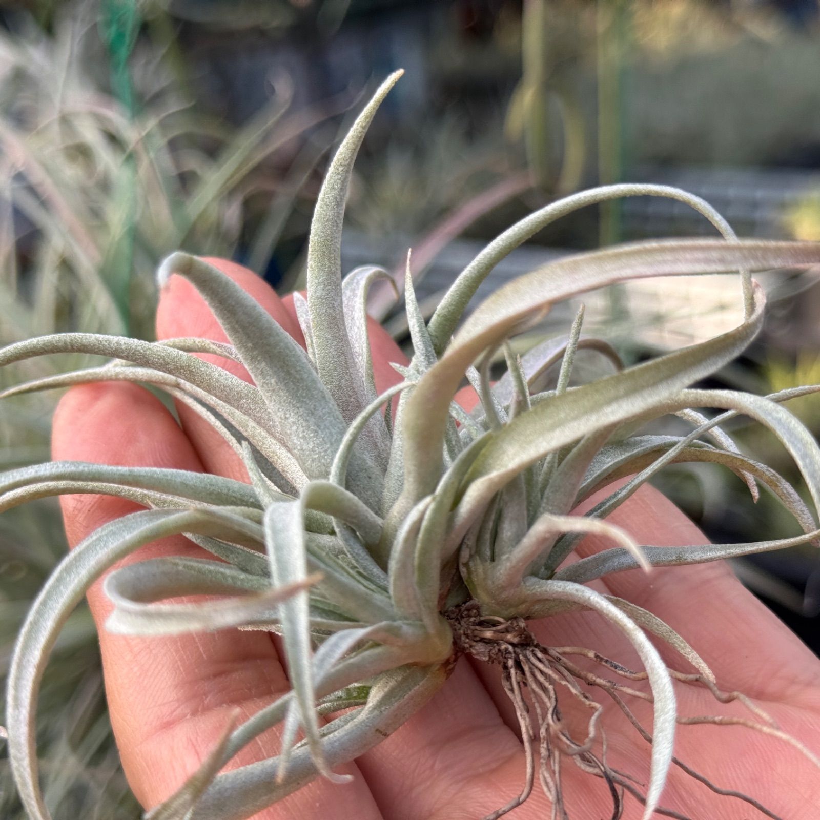 【現品・即購入OK】チランジア・カピタータ　クランプ　群生　特大　全幅約45cm 楽天市場】【マラソン期間☆ポイント5倍】エアープランツ