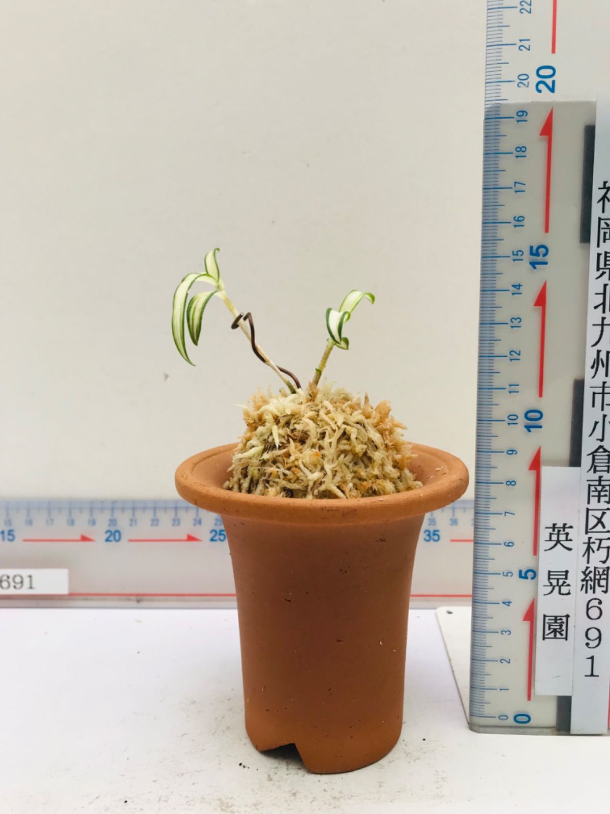 セッコク 長生蘭 キバナセッコク【舞鶴】富貴蘭 春蘭斑入り山野草