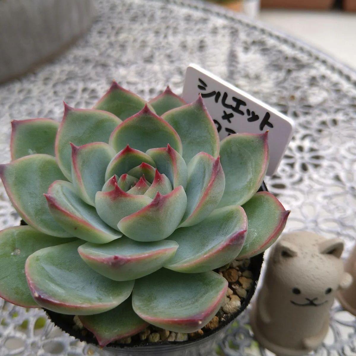 多肉植物 ☘ エケベリア シルエット×ダークアイス 抜き苗 - メルカリ