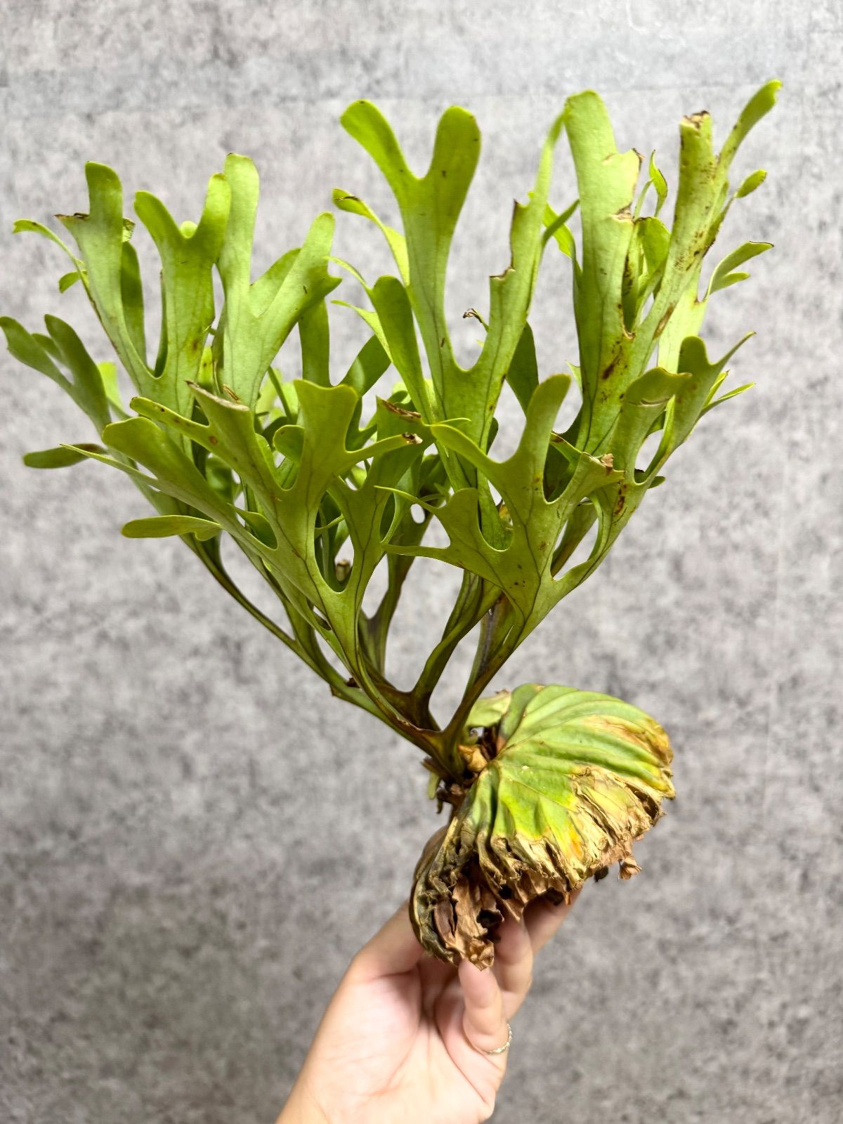 G*A様 ビカクシダ P. ridleyi wild from Borneo 超 Amazon｜frog_yamato【ridleyi Center Borneo wild】リドレイ ワイルド