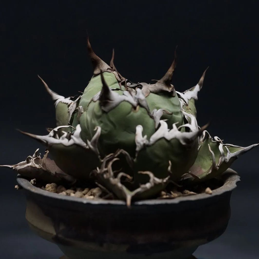 アガベ チタノタ