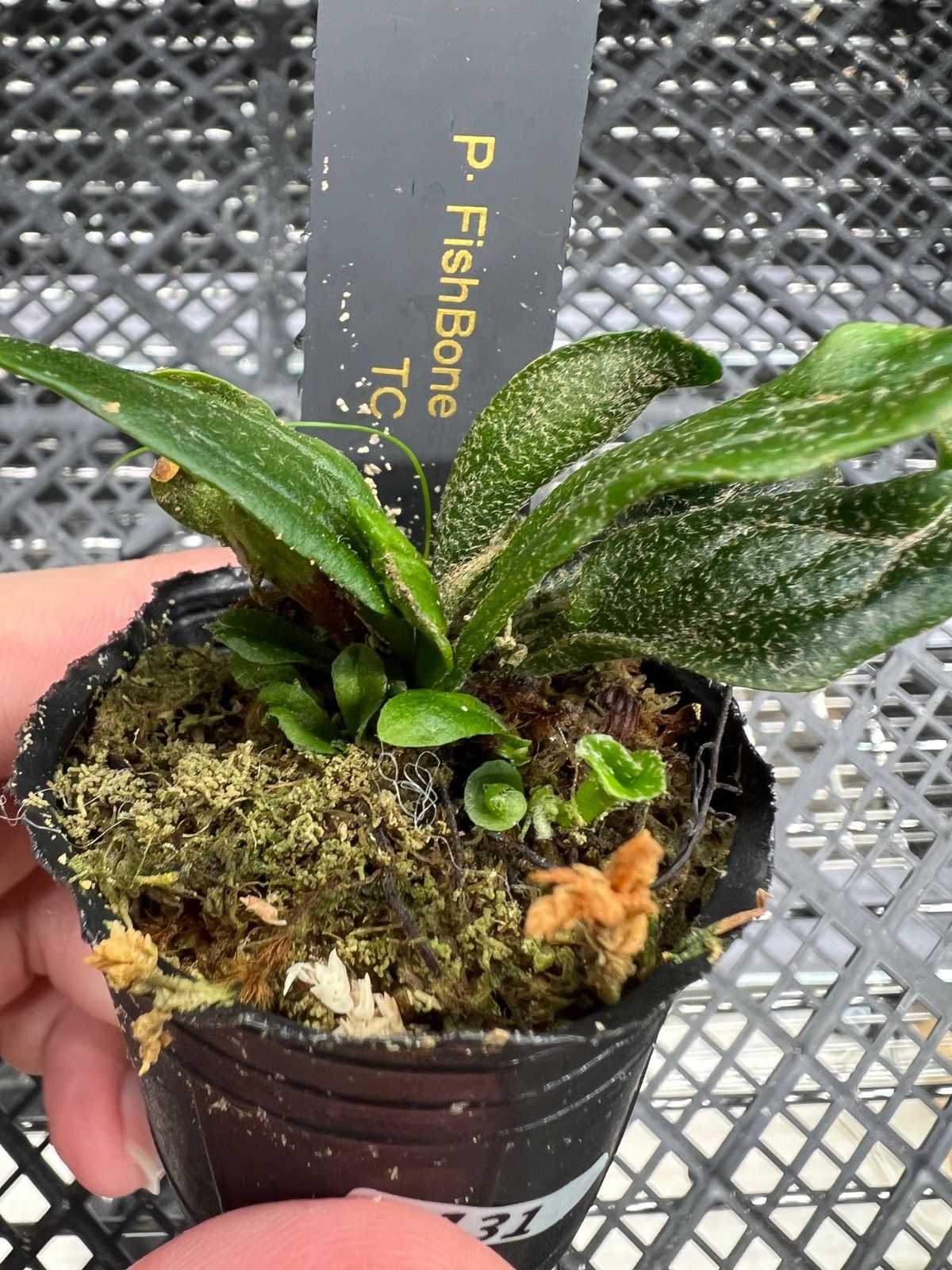 定番，高品質 361 【平凡之鹿】ビカクシダ Platycerium Veitchii