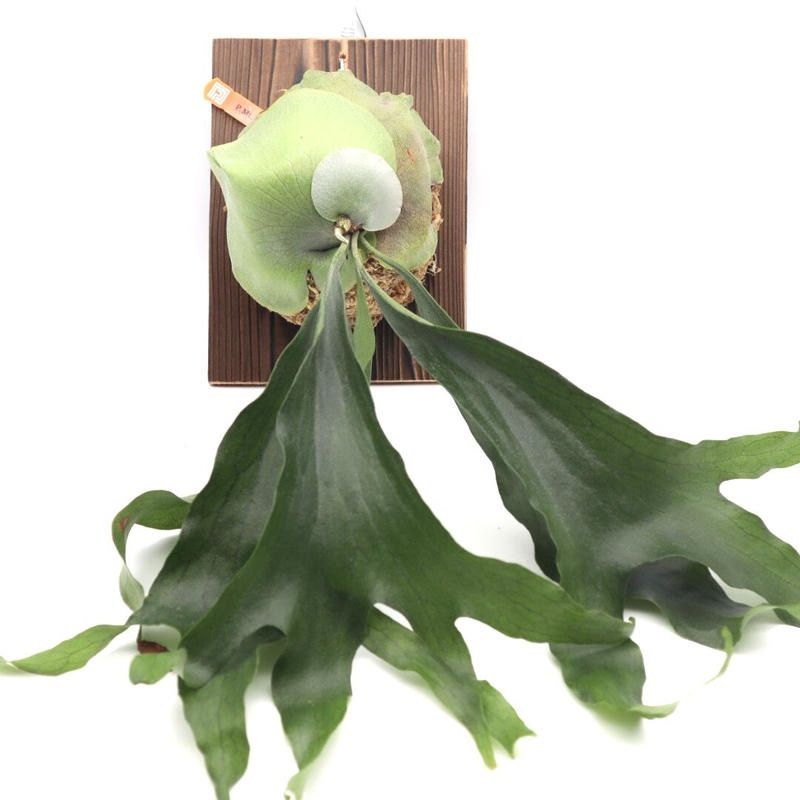 287 ビカクシダ マウントルイス P.Mt.Lewis希少コルク付 ハンギング