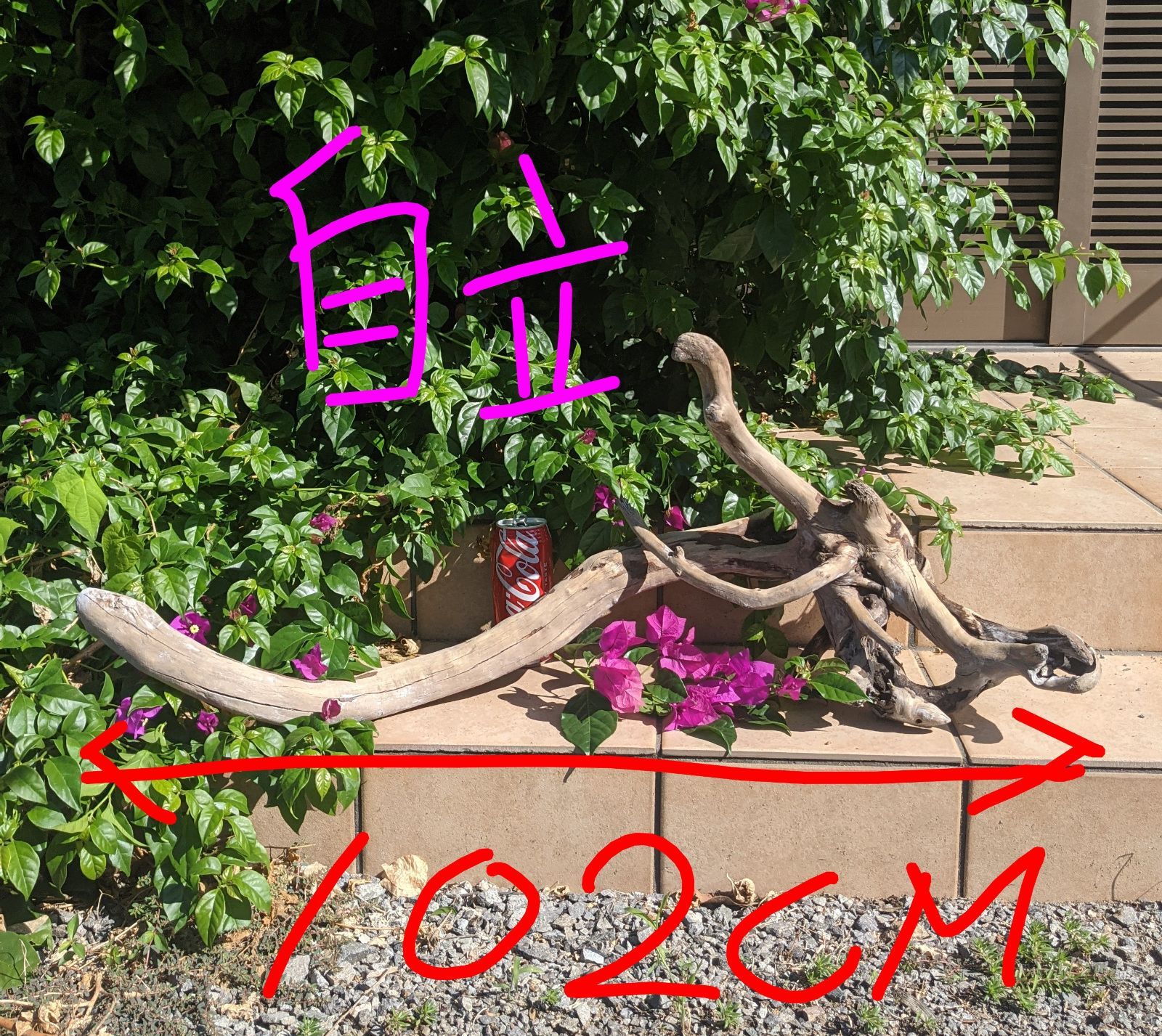 最終価格!!AX18【超大型流木】ロックガーデン向き/爬虫類等レイアウト/洗浄済 AX18【超大型流木】ロックガーデン向き/爬虫類等レイアウト用品（洗浄済）