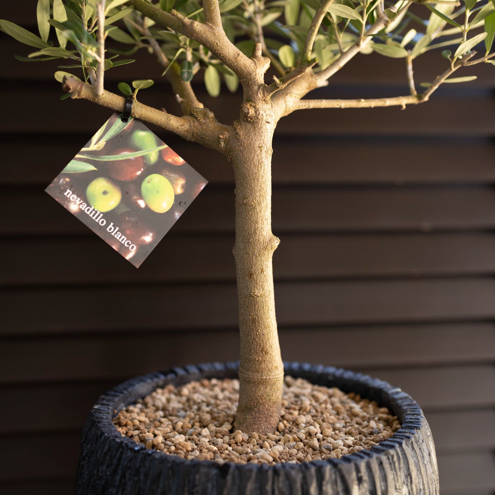 創樹　オリーブの木　8号　souju 【ネバディロブロンコ】 陶器鉢　植え込み 創樹 オリーブの木 8号 souju 【ネバディロブロンコ】 陶器鉢