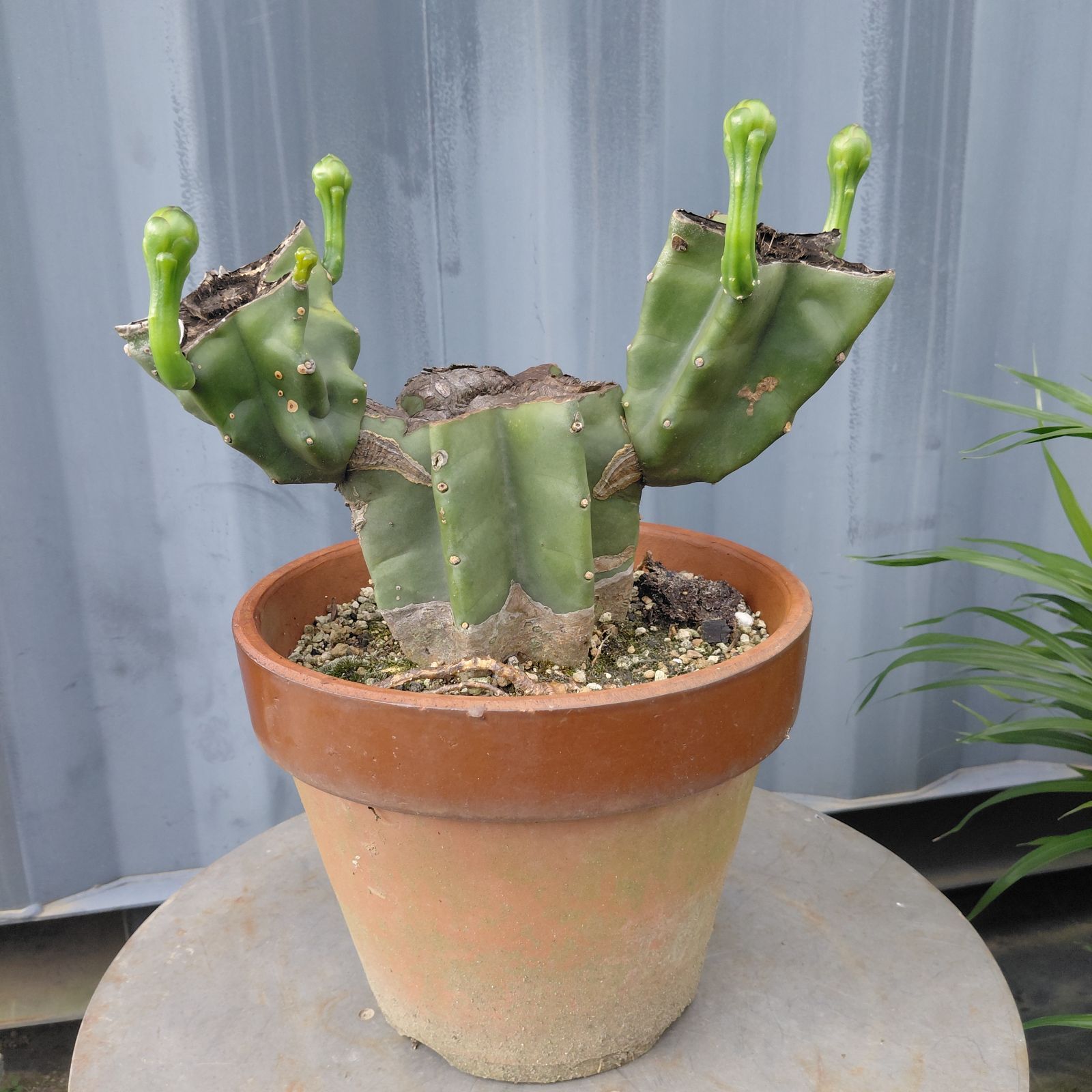 現品　サボテン　柱サボテン　ブランチ　鬼面角　9番　ドライガーデン　観葉植物 現品 サボテン 柱サボテン ブランチ 柱サボテンブランチ 鬼面角