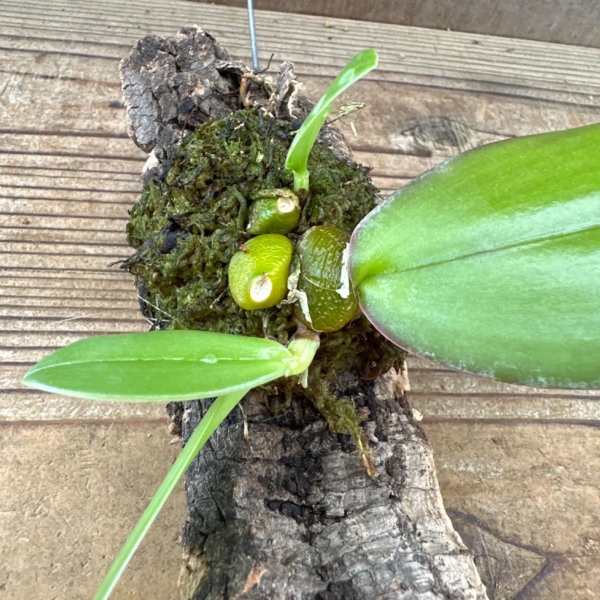 バルボフィラム ファレノプシス ② コルクアレンジ Bulbophyllum phalaenopsis 現品 観葉植物 観葉 植物 珍奇植物 珍奇  珍しい レア 希少 着生ラン ラン 蘭 ハンギング 吊るす 吊り下げ インテリア おしゃれ かわいい - メルカリ