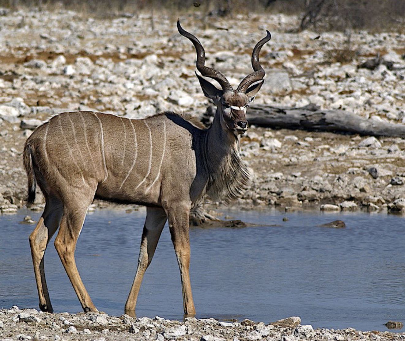 England 製レザー】 kudu 30ミリ幅 フランスカンベルト belt 本革 英国製 希少な 珍しい 革 クードゥー レザーベルト ガチャベルト  おしゃれ 本革 かっこいいベルト 独特な風合いをお楽しみ下さい なかなか出会えない本革ベルト 日本製 メルカリ