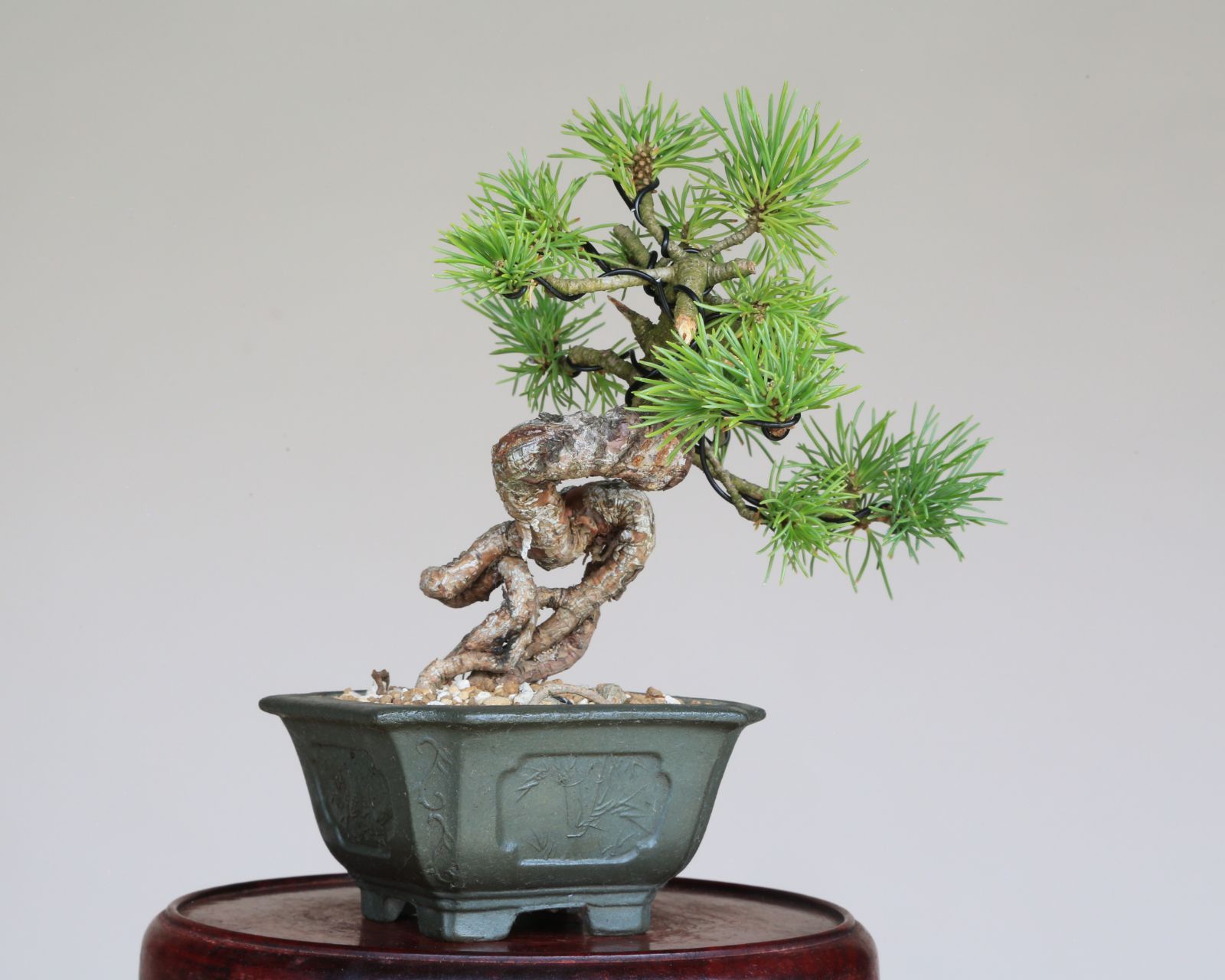 趣味 卓上盆栽