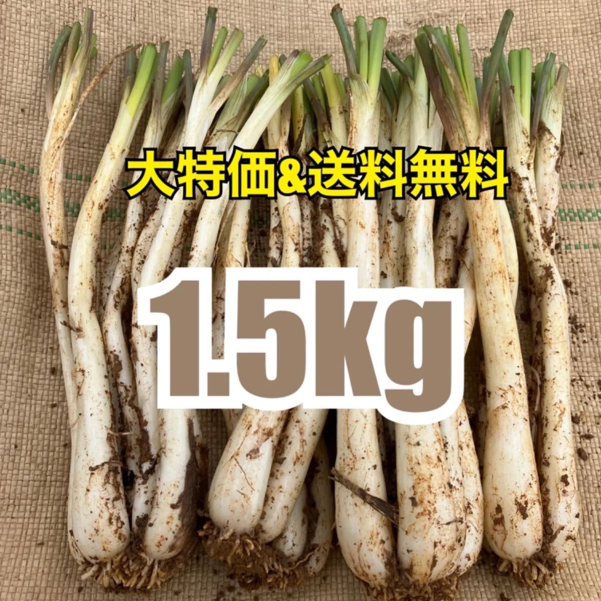 美味！大容量！大好評！葉無し！】沖縄 伊江島産 島らっきょう 1.5kg - メルカリ