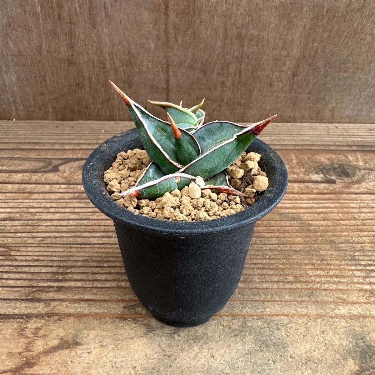 激レア サンスベリア　スタッキー 斑入り　多肉植物　ロリダ　ピングイキュラ ② 激レア サンスベリア スタッキー 斑入り 多肉植物 ロリダ