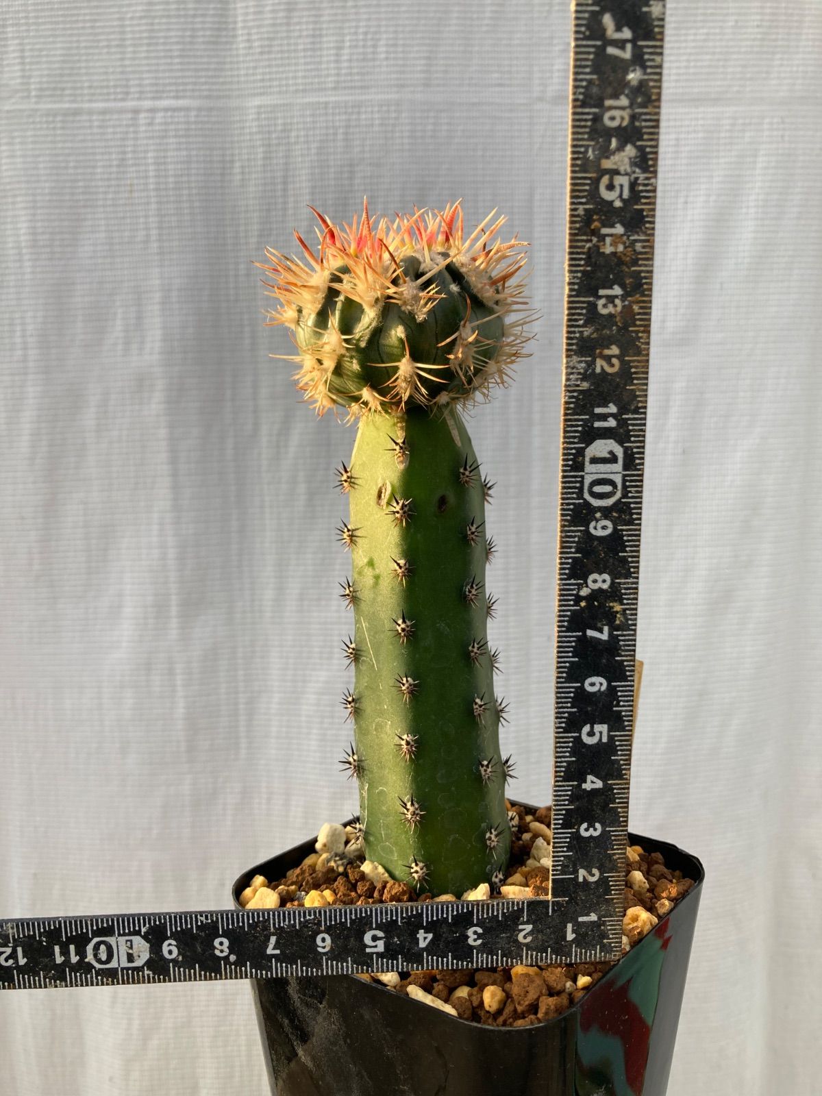 エキノカクタス 綾波モンストローサ(B) ホマロケファラ 綾波モンスト