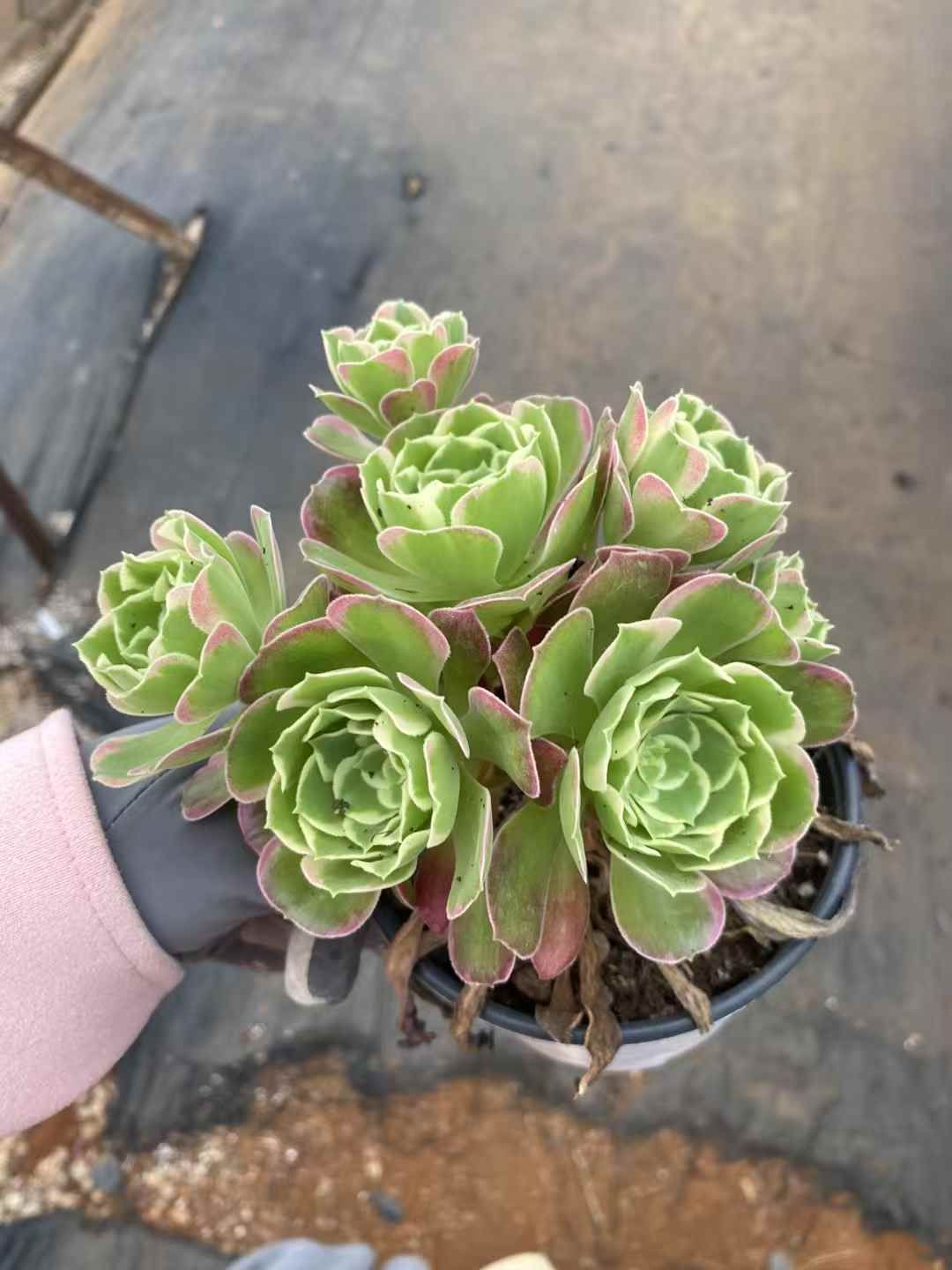 ラウル錦 カット苗 多肉植物