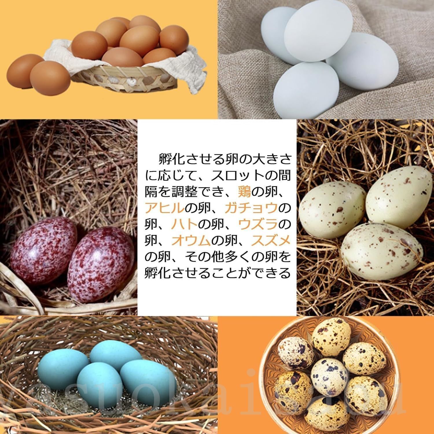 検卵ライト内蔵