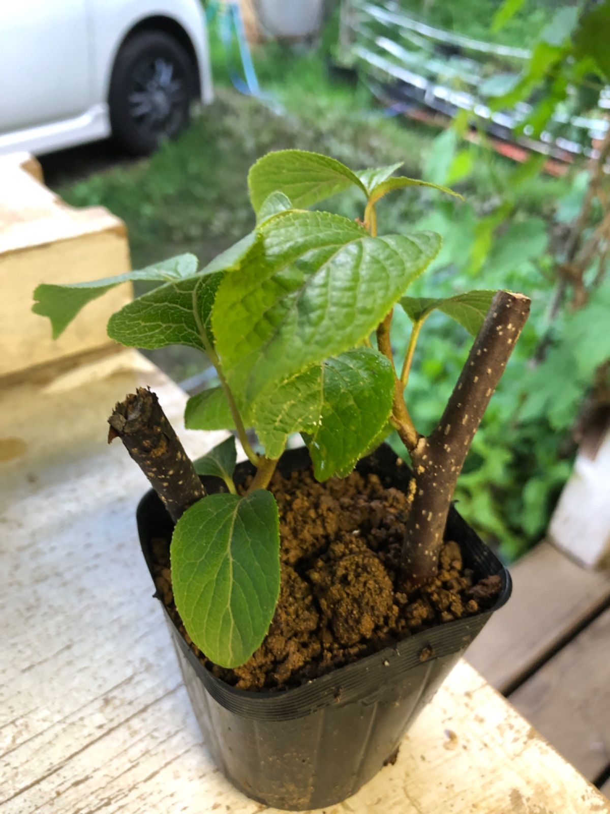 マタタビ　挿し木苗　チビ苗ポットごと　２本入り× 35＋おまけ5セット￼ 発根済み マタタビ 挿し木苗 チビ苗 抜き苗1本＋おまけ1本