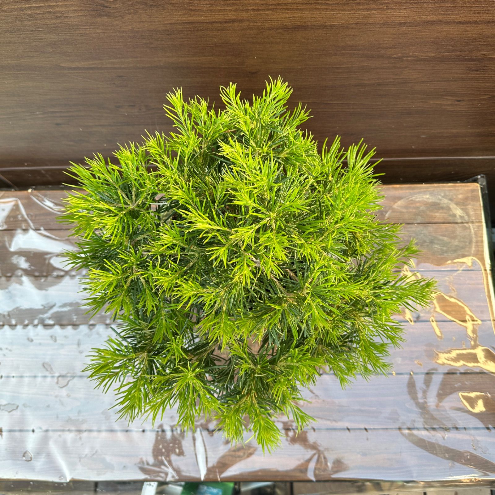 現物】バンクシア ”スピヌローサ” 6号B オージプランツ バンクシア