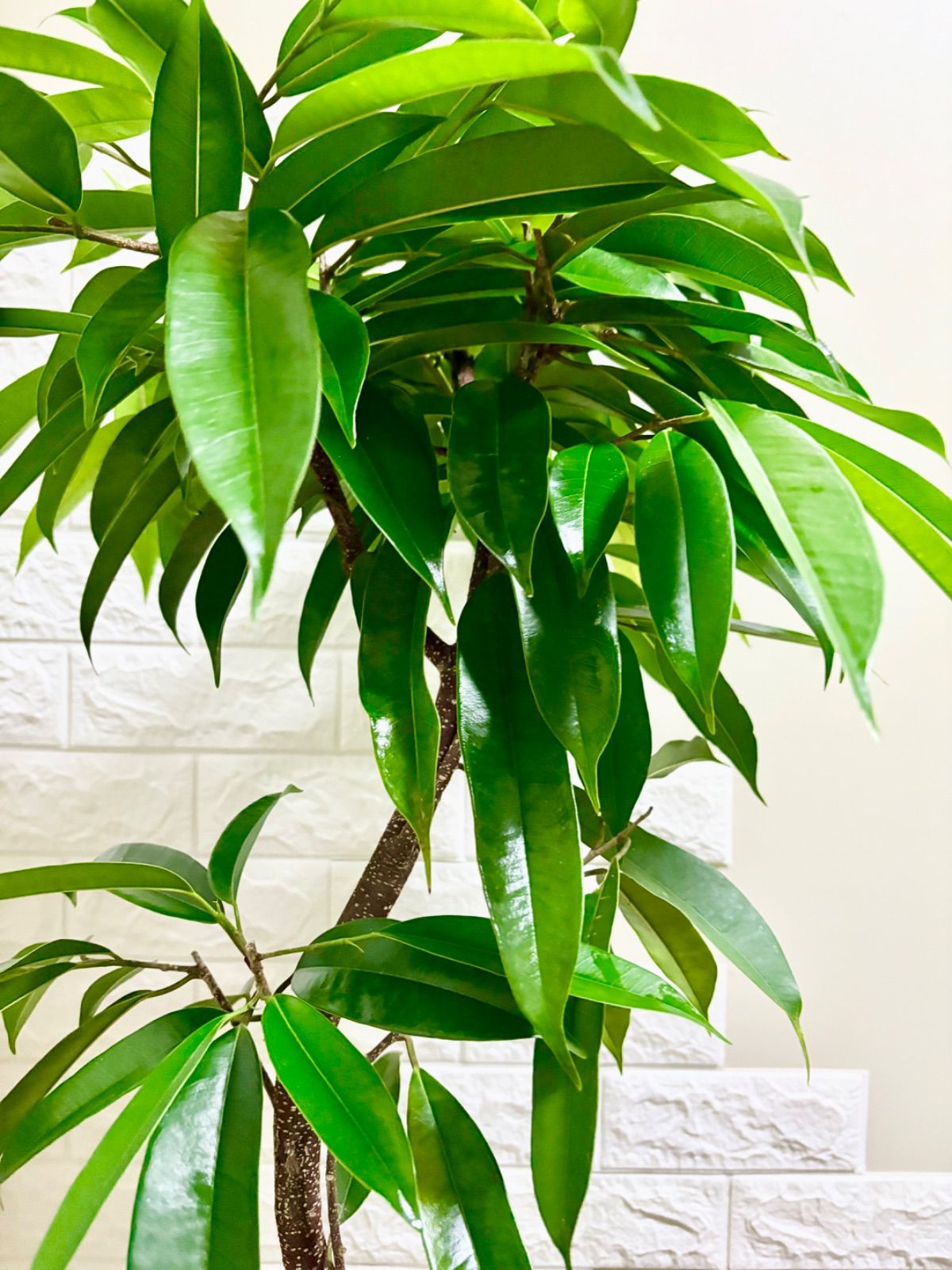 フィカス⭐️アムステルダムキング⭐️曲がり 観葉植物