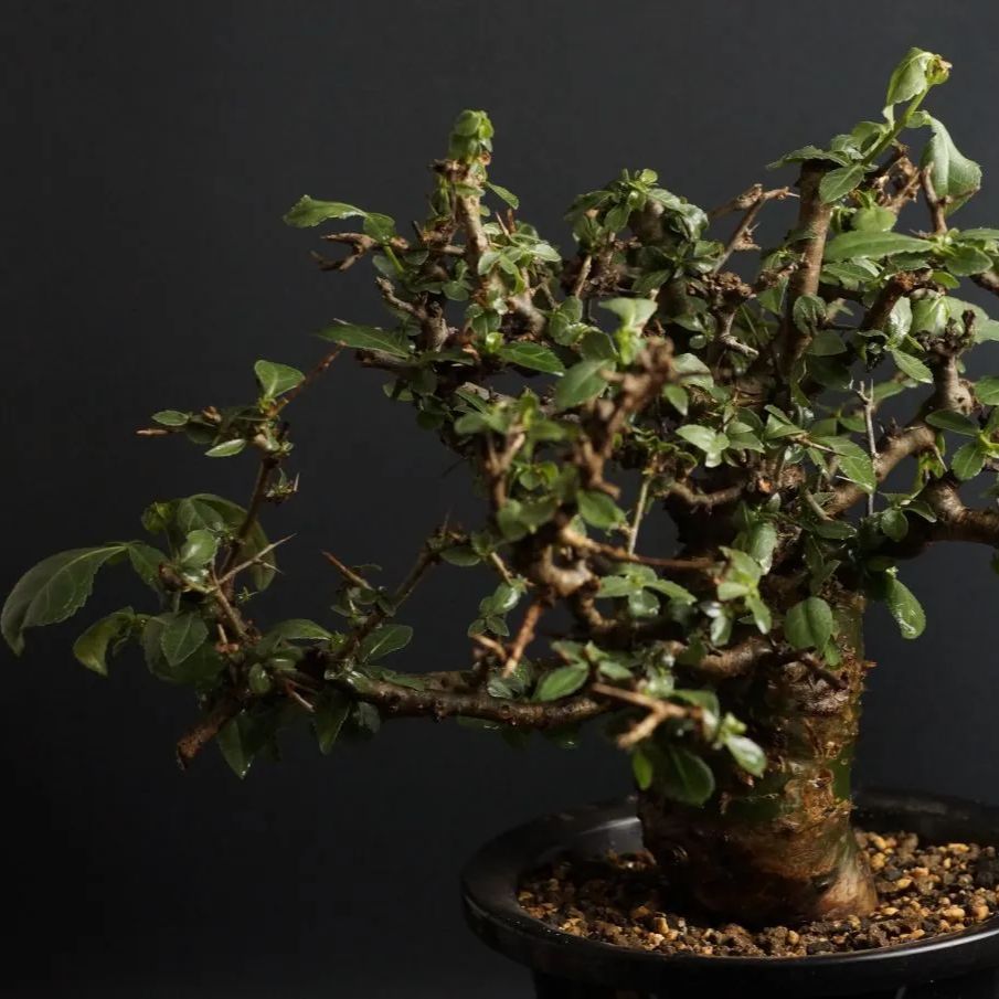 Commiphora incisa