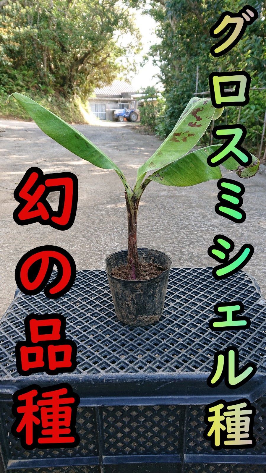 希少品種！グロスミシェルの苗1本（中幹80㎝前後）バナナの苗 バナナの苗】幻の品種！グロスミシェルの苗1本（中幹80㎝前後