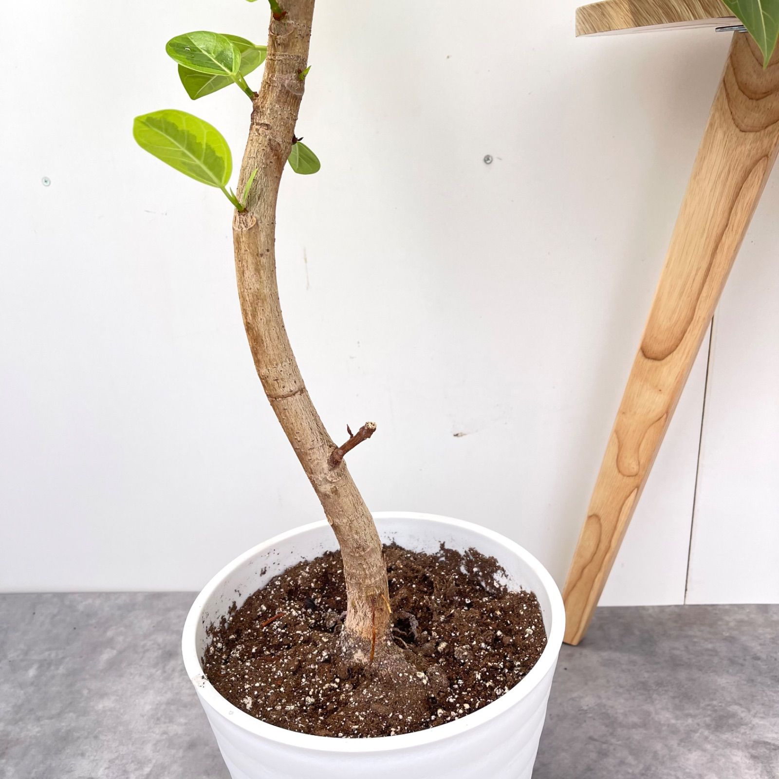 売約済※フィカス アルテシマ 曲がり 2【現品】観葉植物 室内 大型