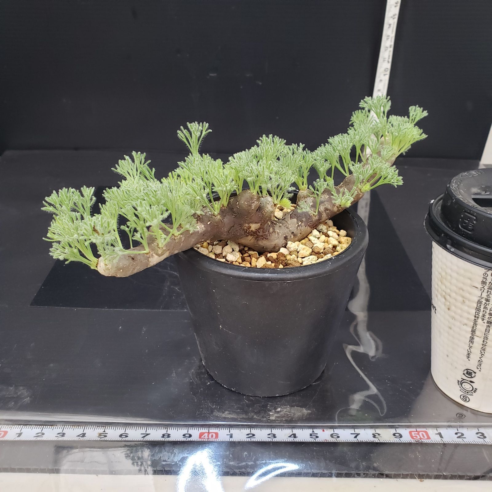 モンソニア　ムルチフィダ　発根済み 発根済】モンソニア ムルチフィダ 塊根植物