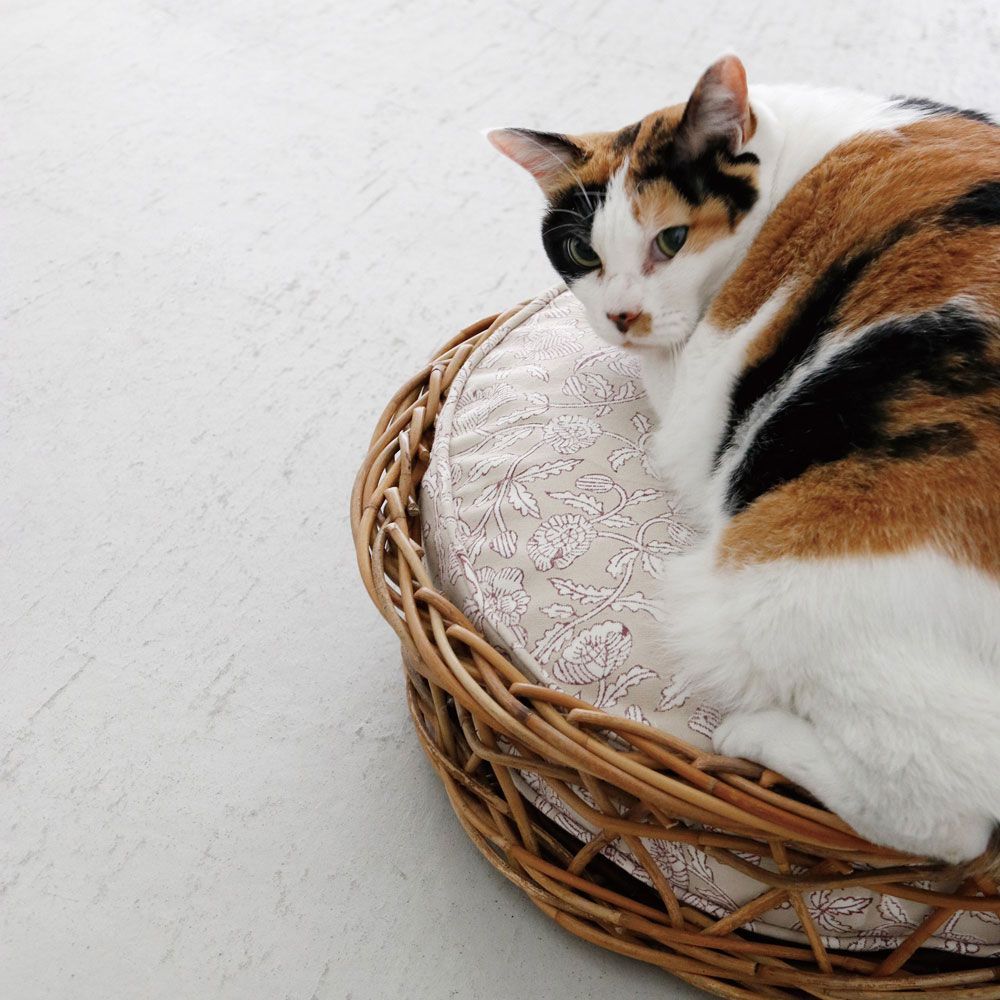 ＡＲＵＲＯＧ バスケット シャロウ ピッタリクッション別売り