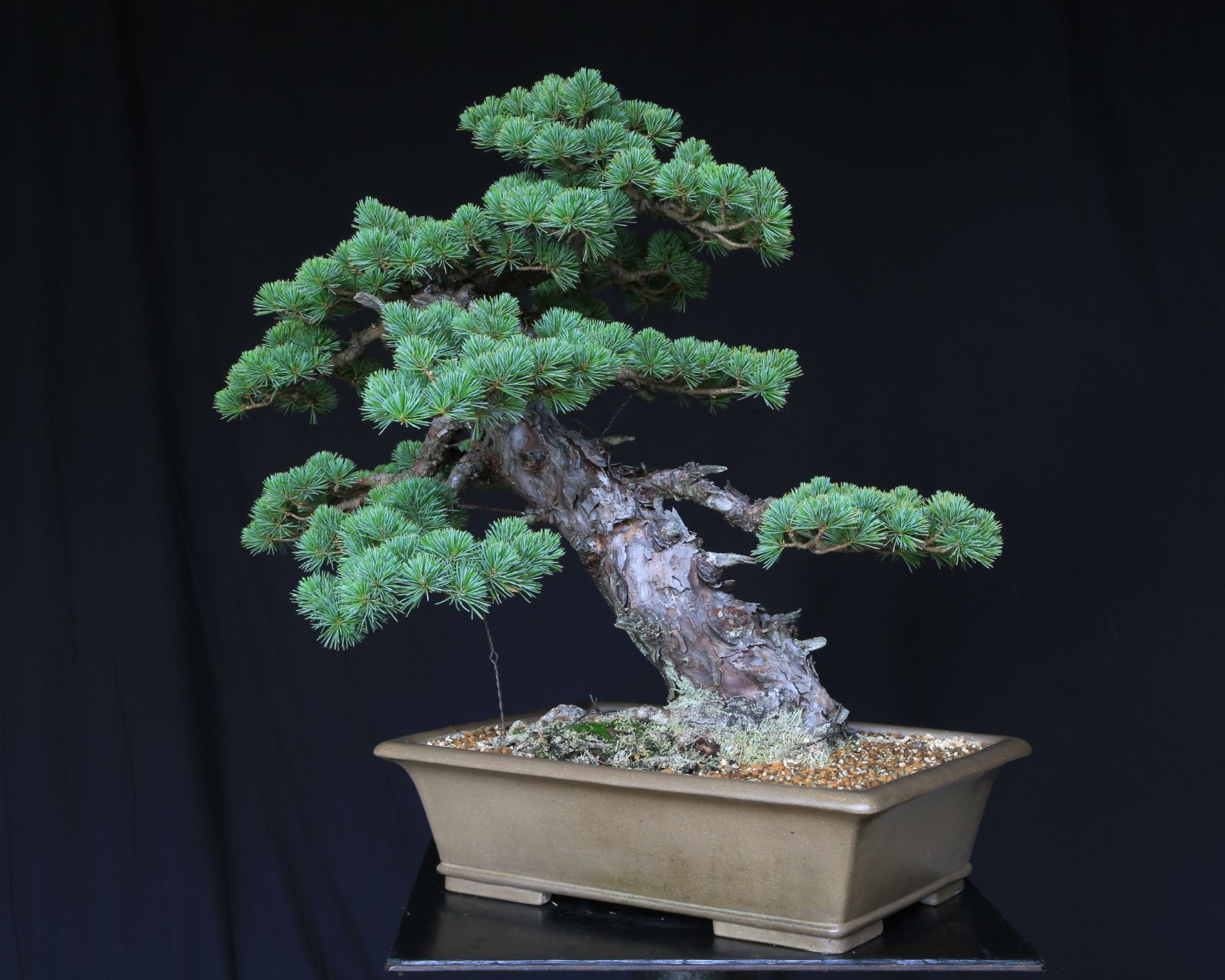 樹齢約50年 現品