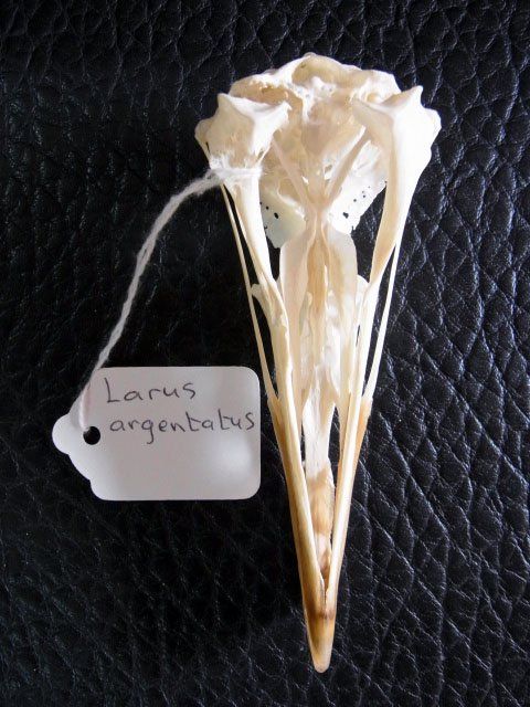 高品質！セグロカモメ　Herring gull　頭骨 高品質！セグロカモメ Herring gull 頭骨 - メルカリ