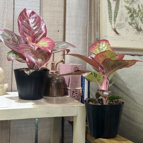 観葉植物 アグラオネマ レッドエメラルドドラゴン 3.5号ポット
