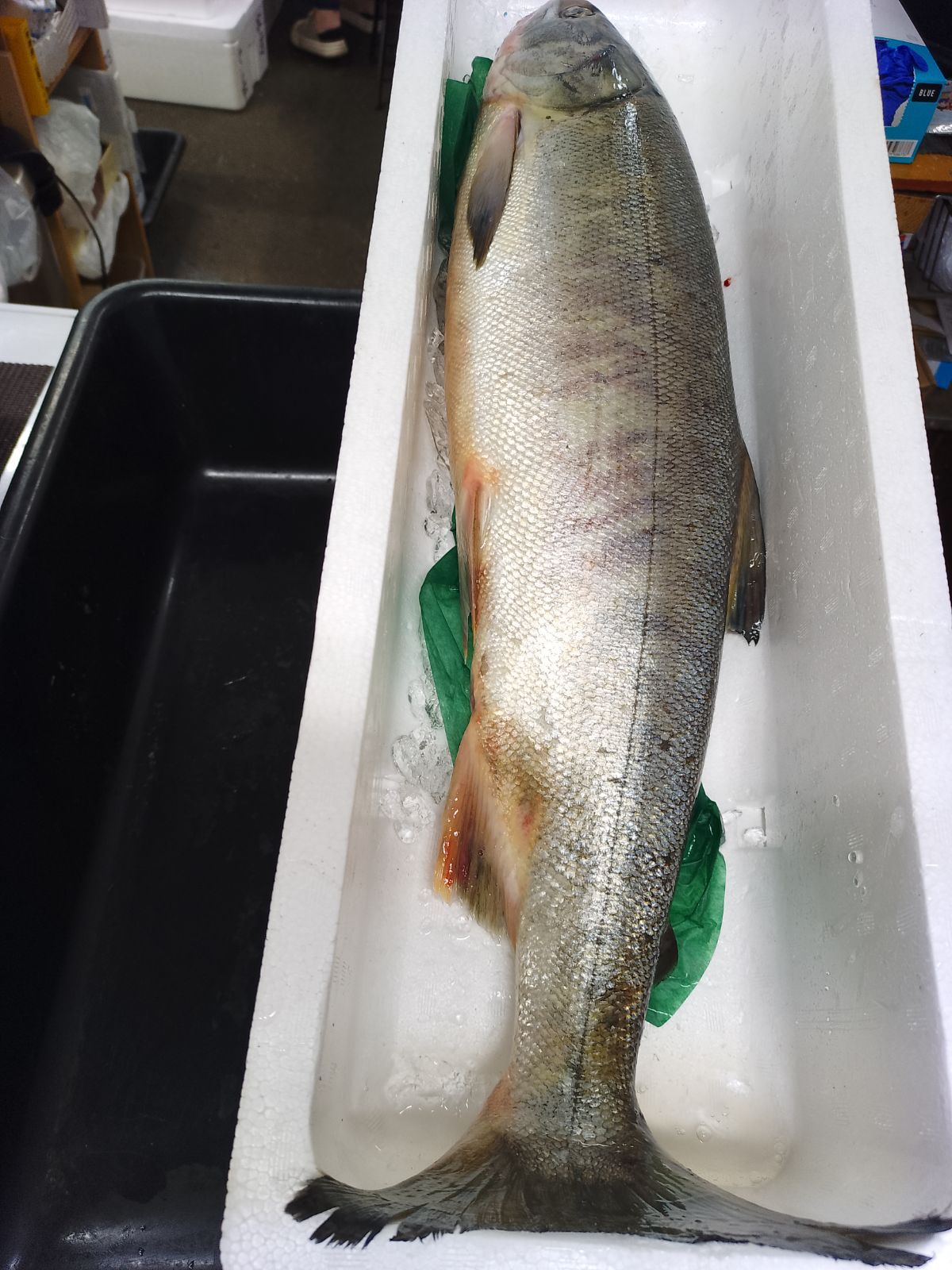 新物 北海道産 秋鮭メス3kg3本