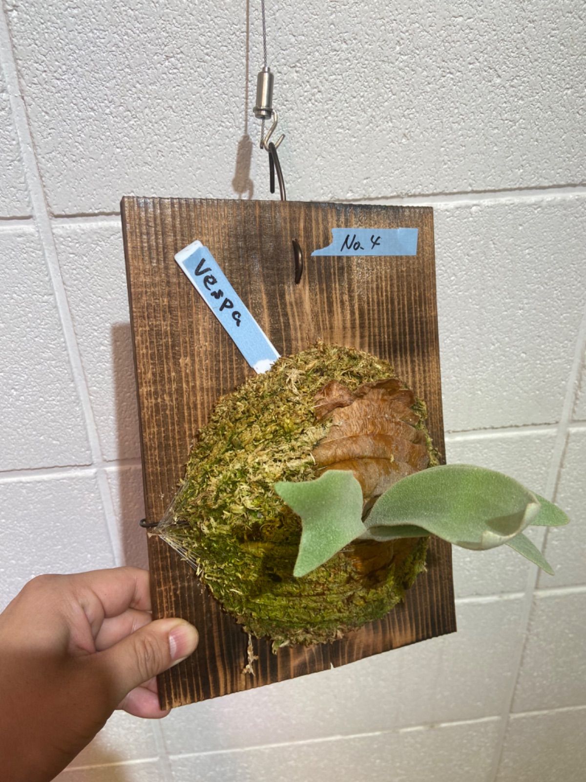 P.Paul vespa 親株（子株3つ➕PUP付き） 🏠 #ビカクシダ親株コレクション21 P.paul vespa from stem