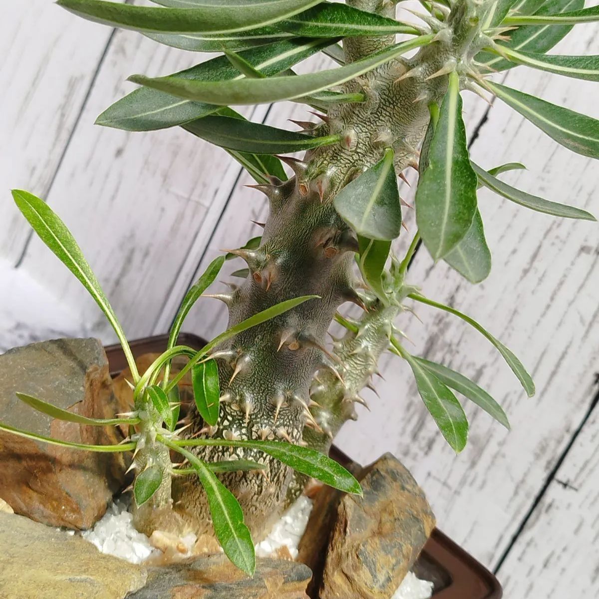 シバの女王の玉櫛 Pachypodium densiflorum パキポディウム 塊根植物 ...