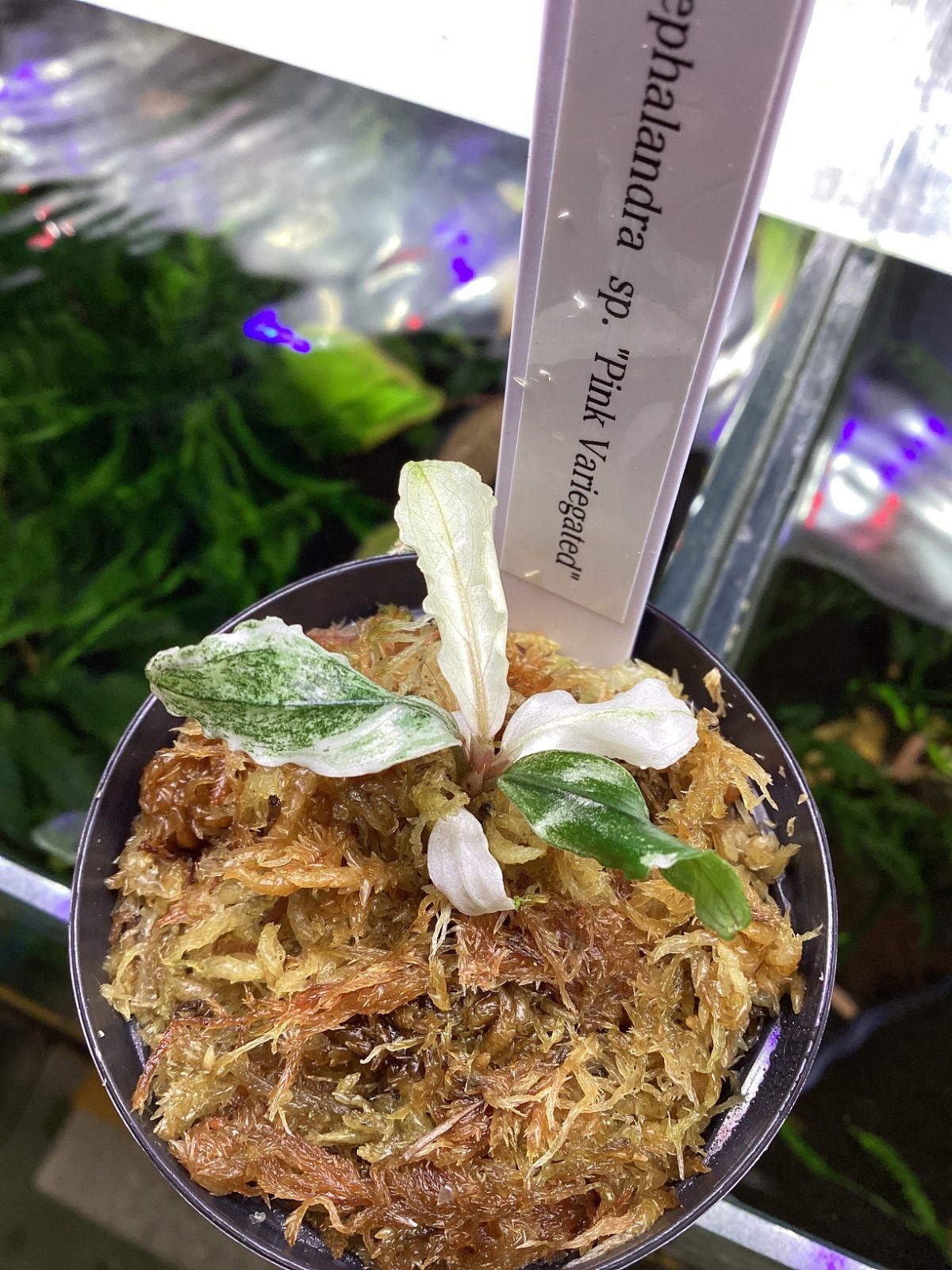 ブセファランドラsp. ピンクバリエガータ斑入り