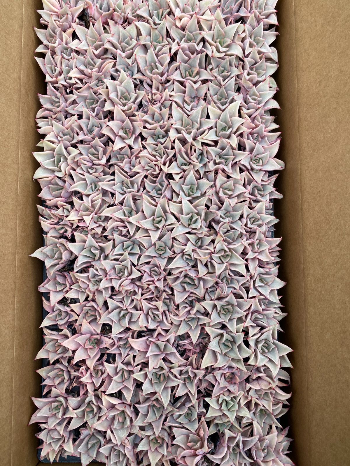 A様 専用2 11点 - メルカリ