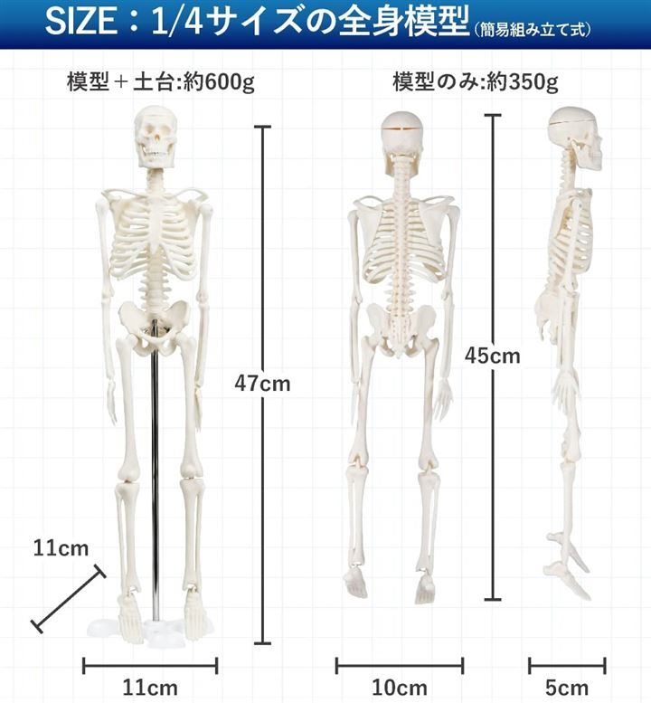 骨格標本 1/2サイズ 人体模型 骨格模型 骨格 作業療法士 理学療法士 