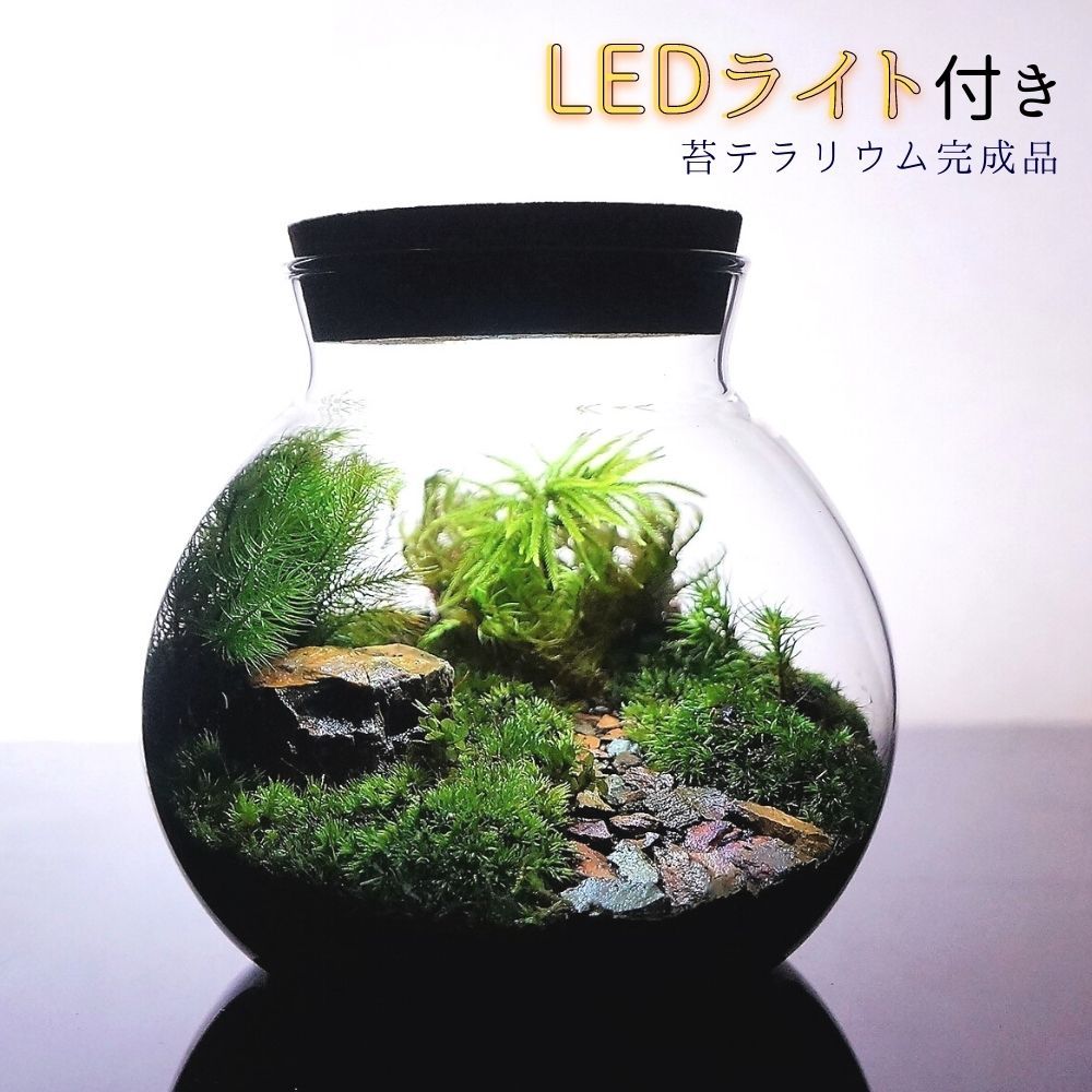 完成品】LEDライト付 ボトルテラリウム 14cm 苔テラリウム 草原に続く道 テラリウム - メルカリ