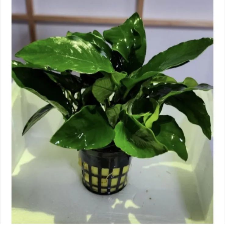 10POT