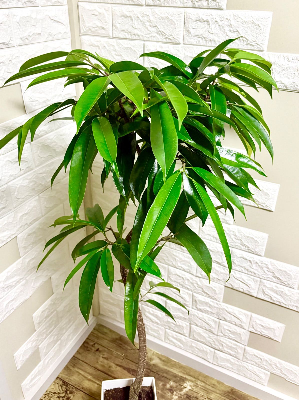 フィカス⭐️アムステルダムキング⭐️曲がり 観葉植物