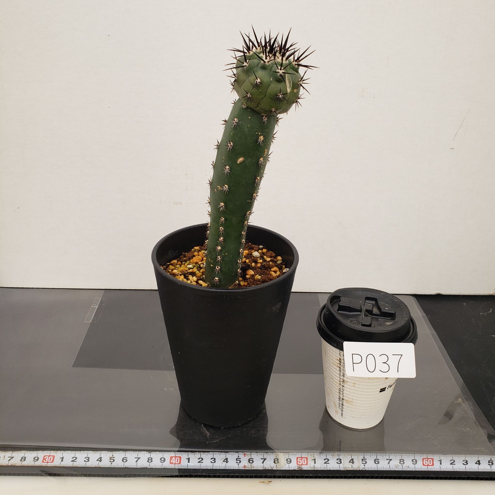 P037【自社養生株】コピアポア シネレア 黒王丸（接ぎ木・発根株