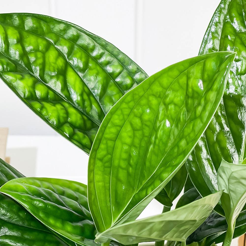 PLANCHU 観葉植物 モンステラ ジェイドシャトルコック 4号鉢