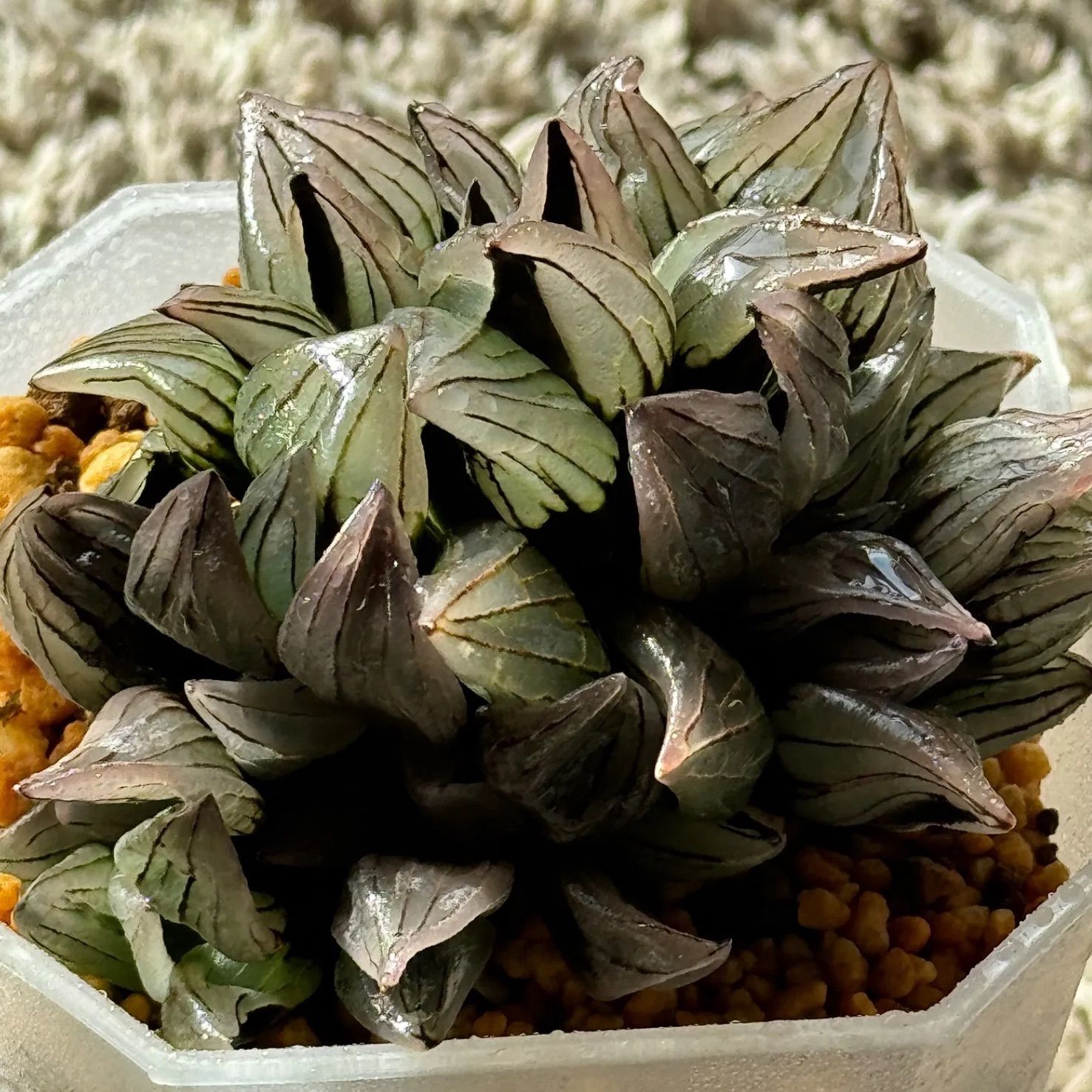 ハオルチア アトロフスカミュータント錦(ハオルシア 多肉植物) - 植物 