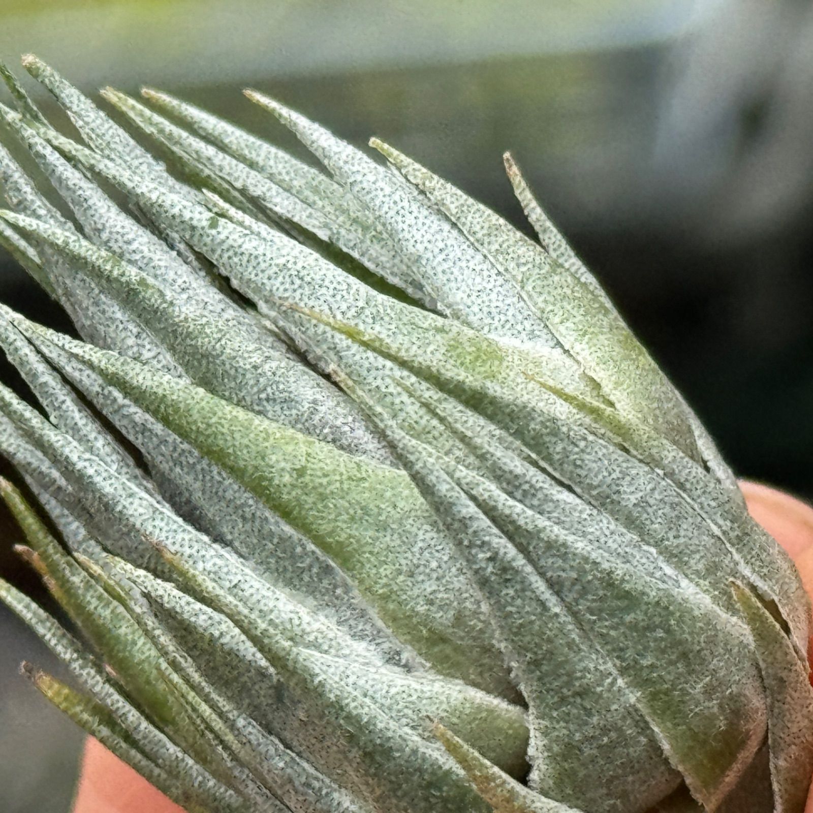 メタリックな光沢＊チランジア カウツキー Tillandsia kautskyi＊エア